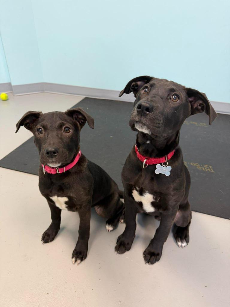 Siri, Adoptable, Puppy Female Mixed Breed.