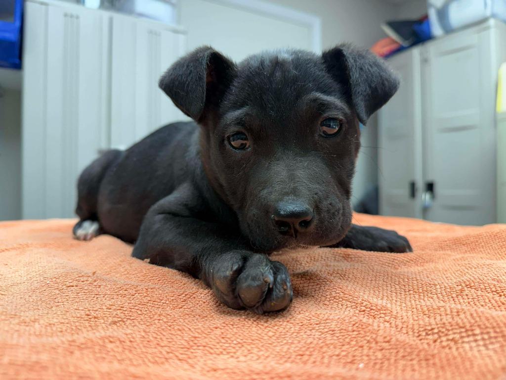 Enlarge Siri, a Adoptable mixed breed in Raleigh, NC image 1/6