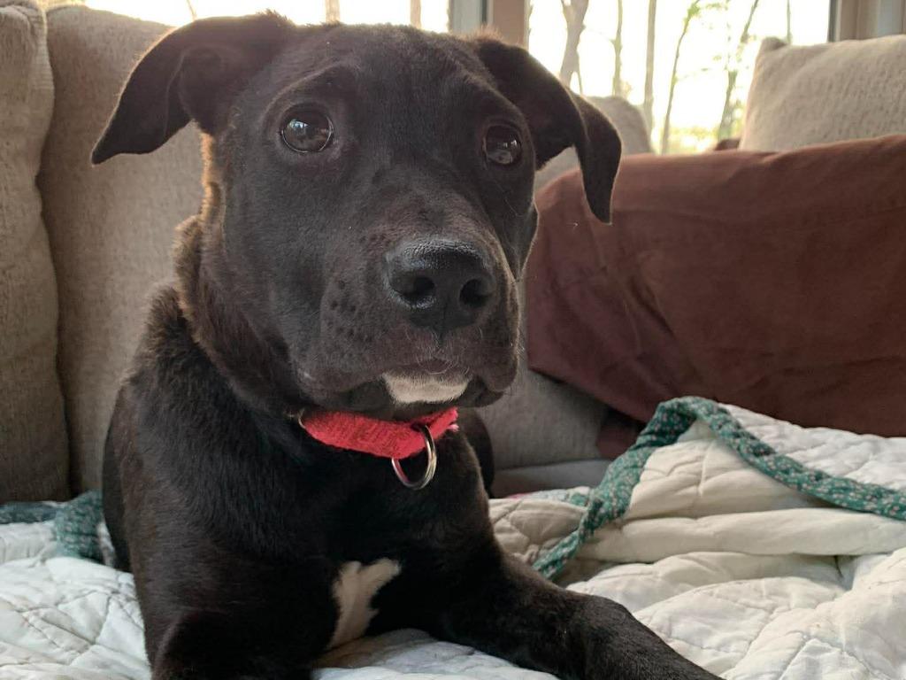 Enlarge Siri, a Adoptable mixed breed in Raleigh, NC image 2/6