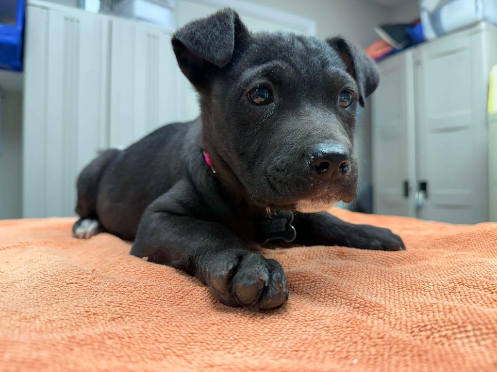 Enlarge Siri, a Adoptable mixed breed in Raleigh, NC image 2/6