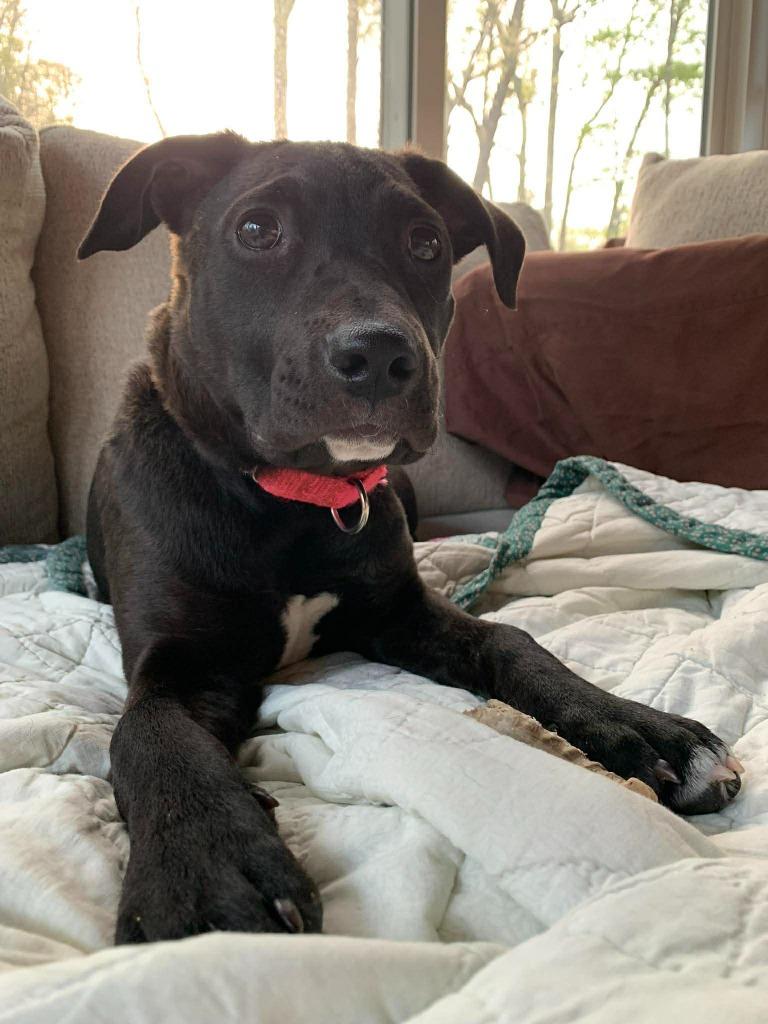 Enlarge Siri, a Adoptable mixed breed in Raleigh, NC image 2/6