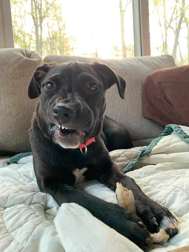 Enlarge Siri, a Adoptable mixed breed in Raleigh, NC image 3/6