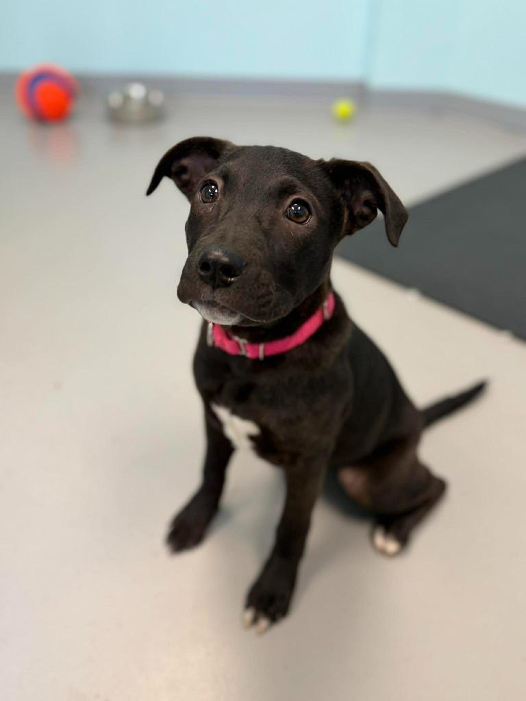 Enlarge Siri, a Adoptable mixed breed in Raleigh, NC image 3/6