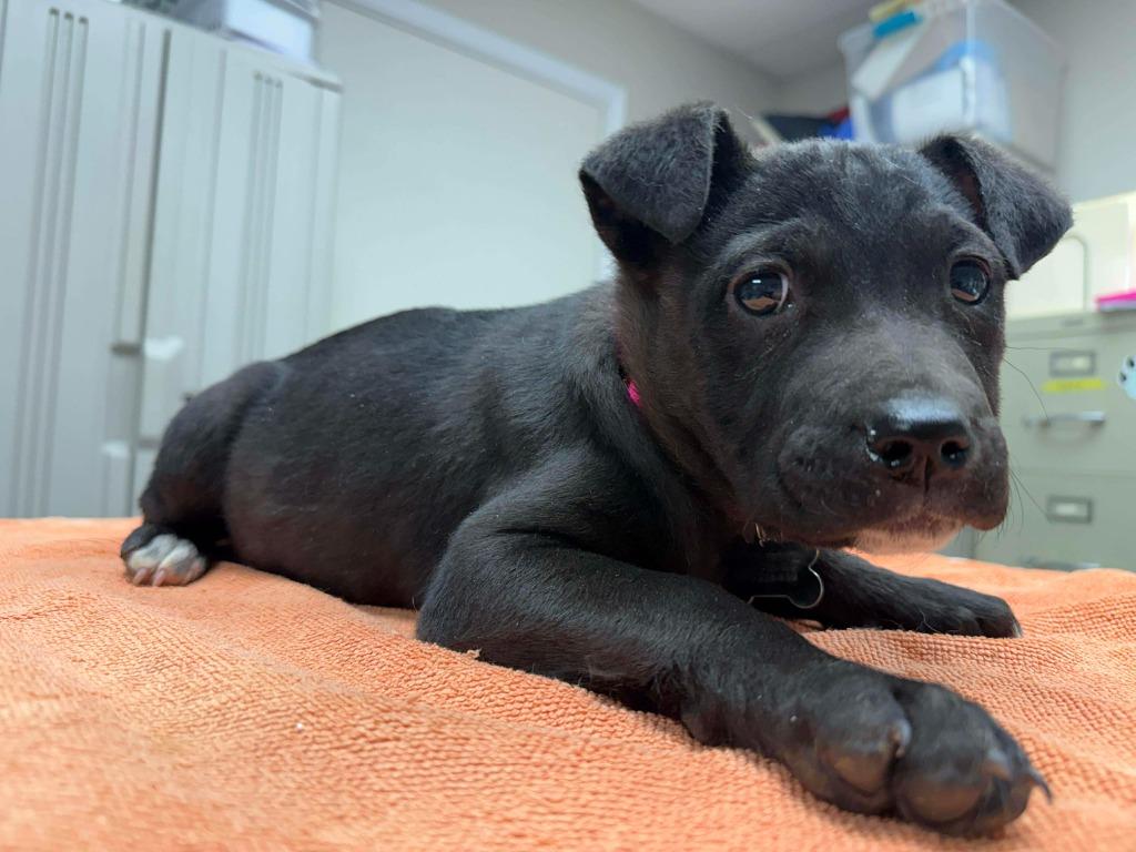 Enlarge Siri, a Adoptable mixed breed in Raleigh, NC image 3/6