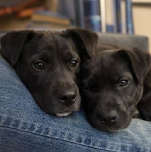 Enlarge Siri, a Adoptable mixed breed in Raleigh, NC image 4/6