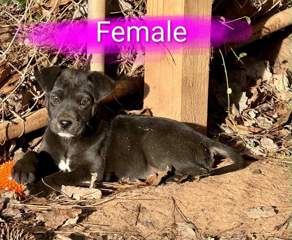 Enlarge Siri, a Adoptable mixed breed in Raleigh, NC image 4/6