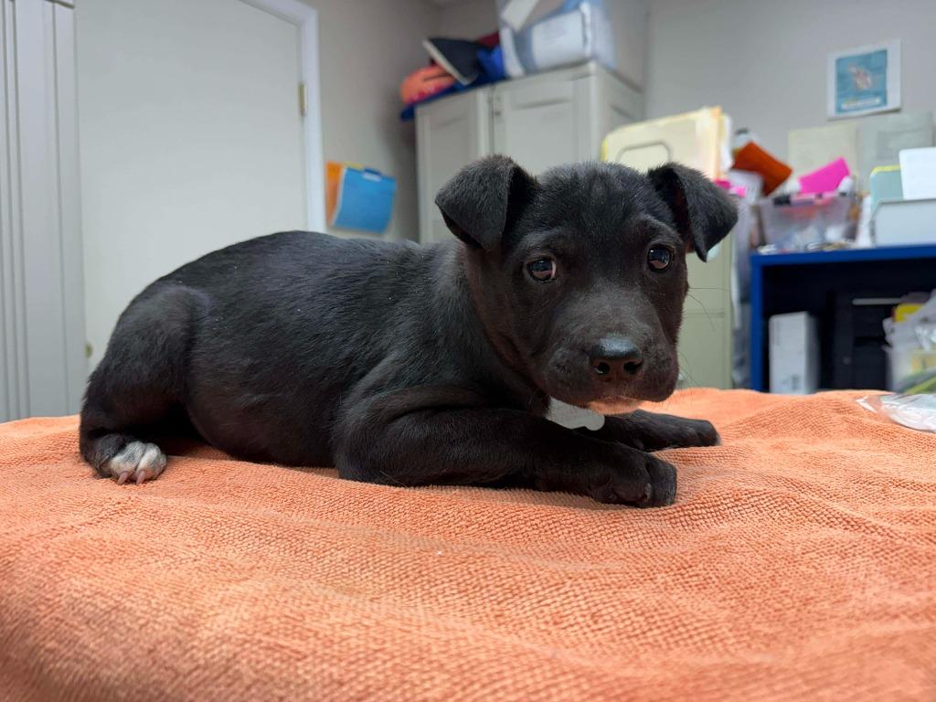 Enlarge Siri, a Adoptable mixed breed in Raleigh, NC image 5/6