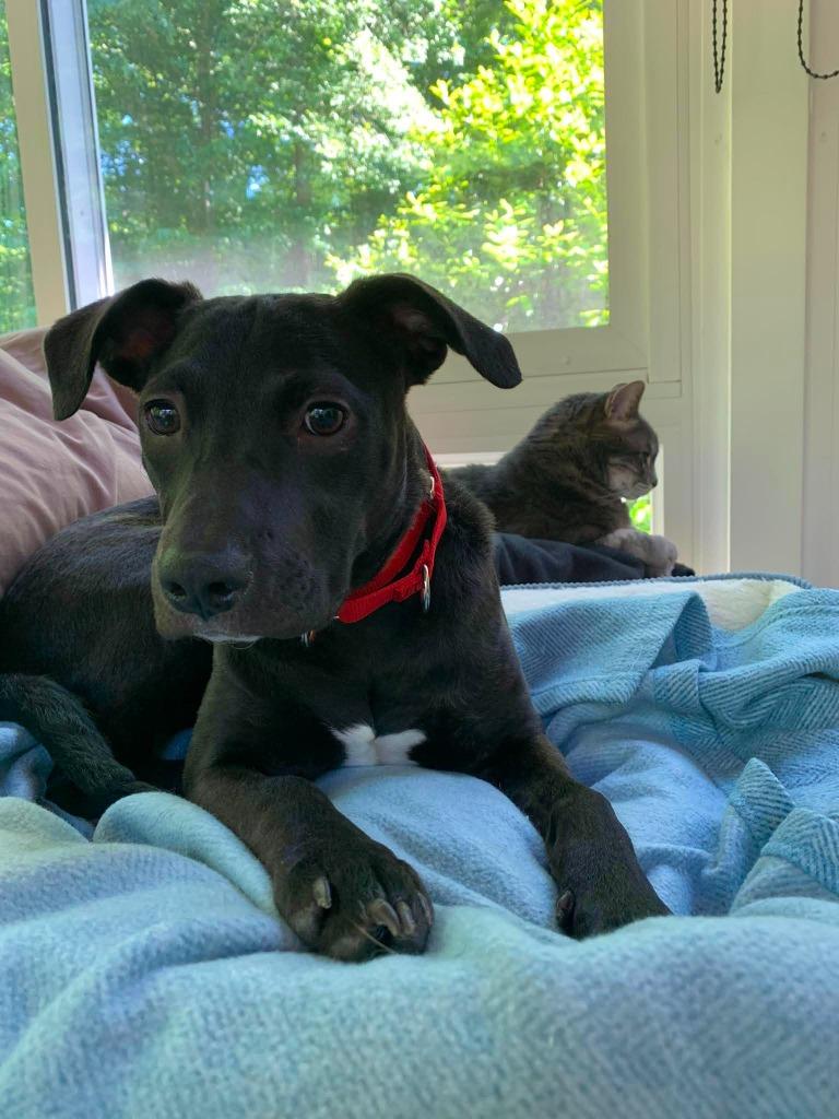 Enlarge Siri, a Adoptable mixed breed in Raleigh, NC image 5/6