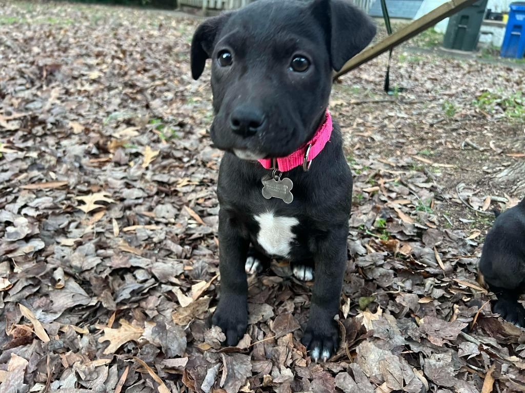 Enlarge Siri, a Adoptable mixed breed in Raleigh, NC image 6/6