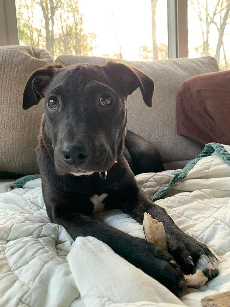 Enlarge Siri, a Adoptable mixed breed in Raleigh, NC image 6/6