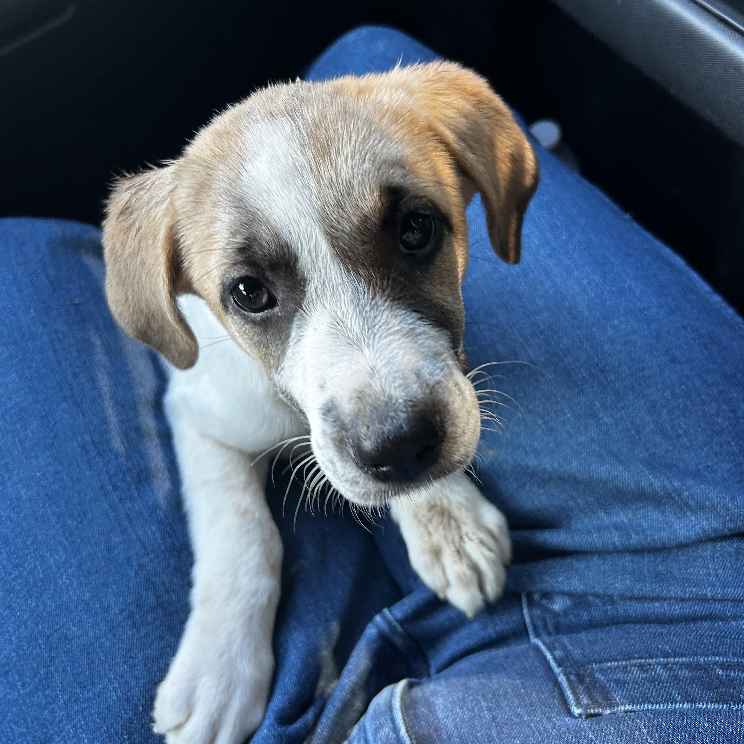 Molly, Baby Female unknown