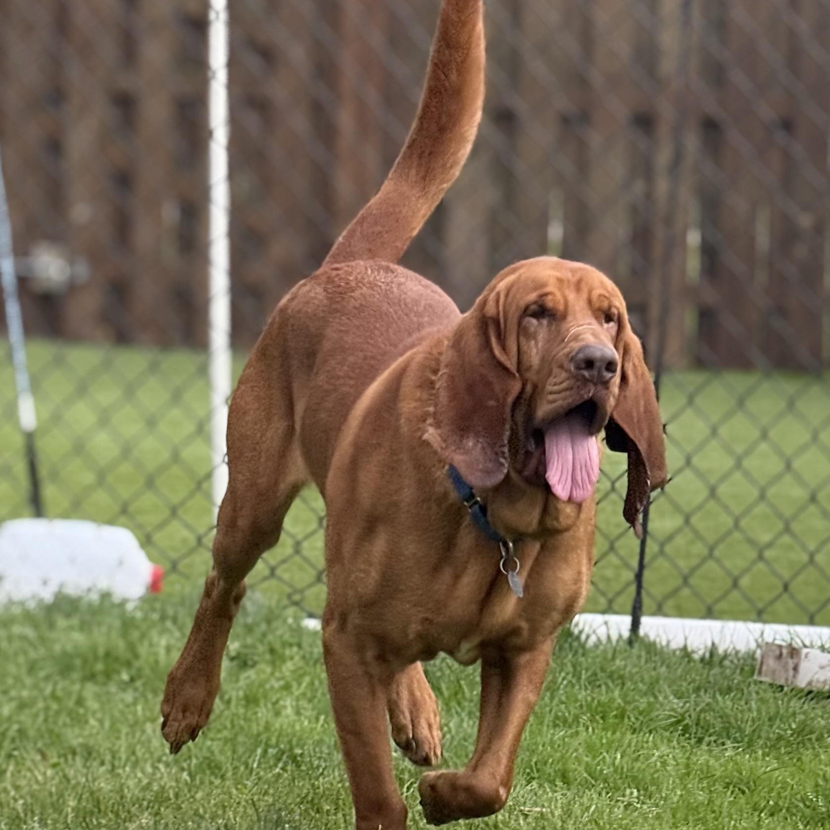 Merlin, an adoptable Bloodhound in Cleveland, OH, 44111 | Photo Image 6