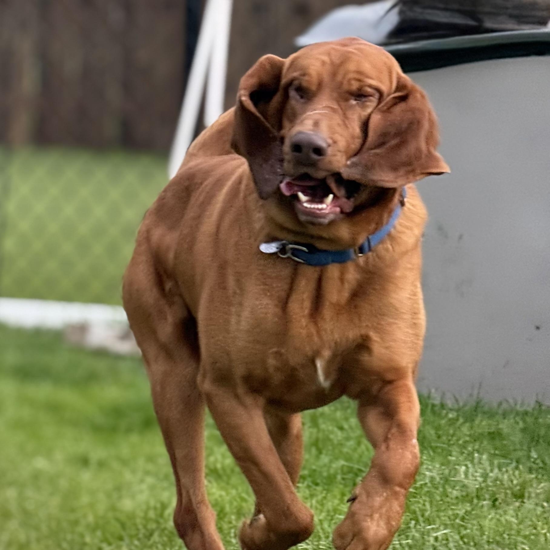 Merlin, an adoptable Bloodhound in Cleveland, OH, 44111 | Photo Image 5