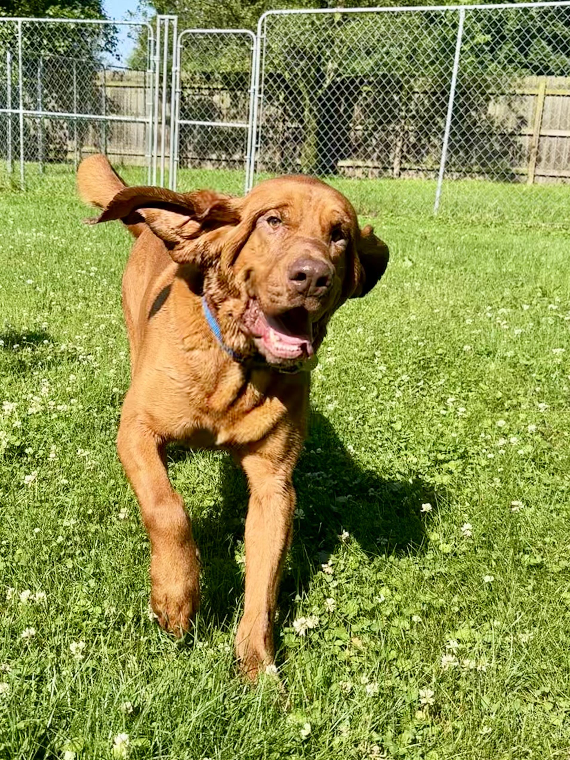Merlin, an adoptable Bloodhound in Cleveland, OH, 44111 | Photo Image 4