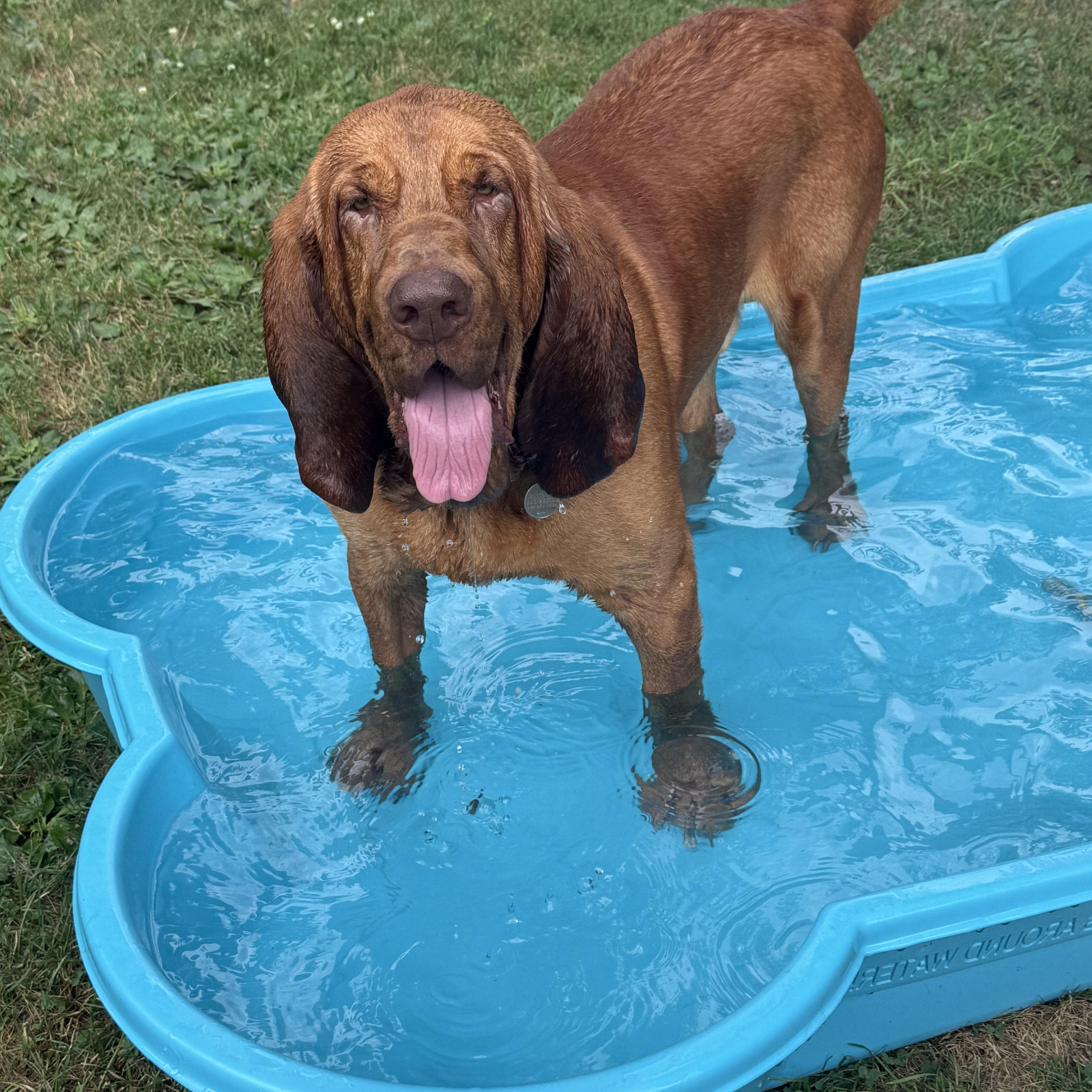 Merlin, an adoptable Bloodhound in Cleveland, OH, 44111 | Photo Image 2