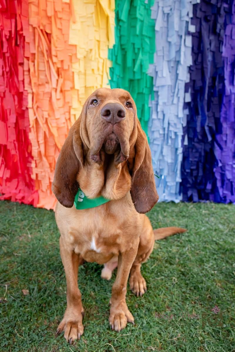 Merlin, an adoptable Bloodhound in Cleveland, OH, 44111 | Photo Image 3