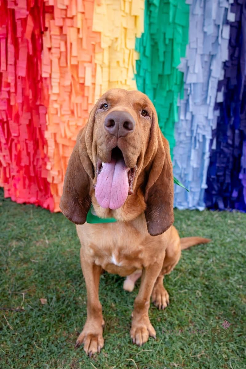 Merlin, an adoptable Bloodhound in Cleveland, OH, 44111 | Photo Image 1