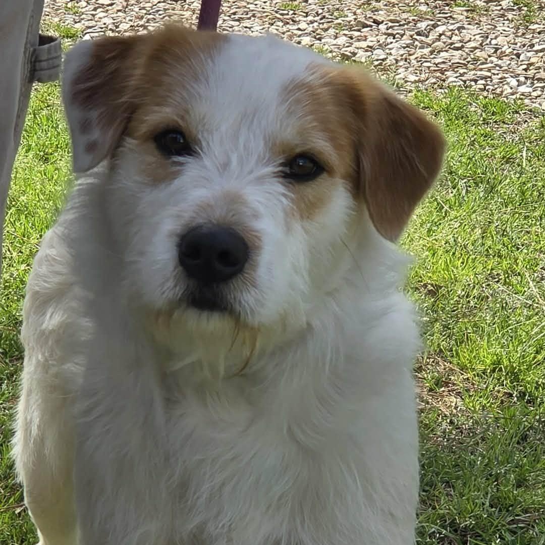 Teddy, ADOPTABLE, Adult Male Australian Shepherd & Fox Terrier.