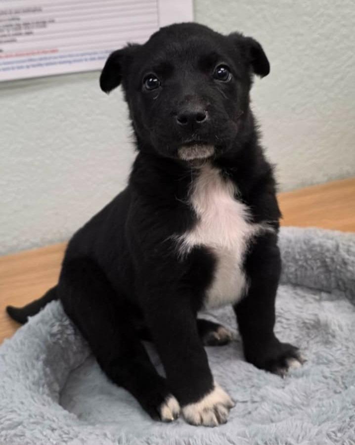 Enlarge Whisper, a Adoptable mixed breed in California City, CA image 1/1