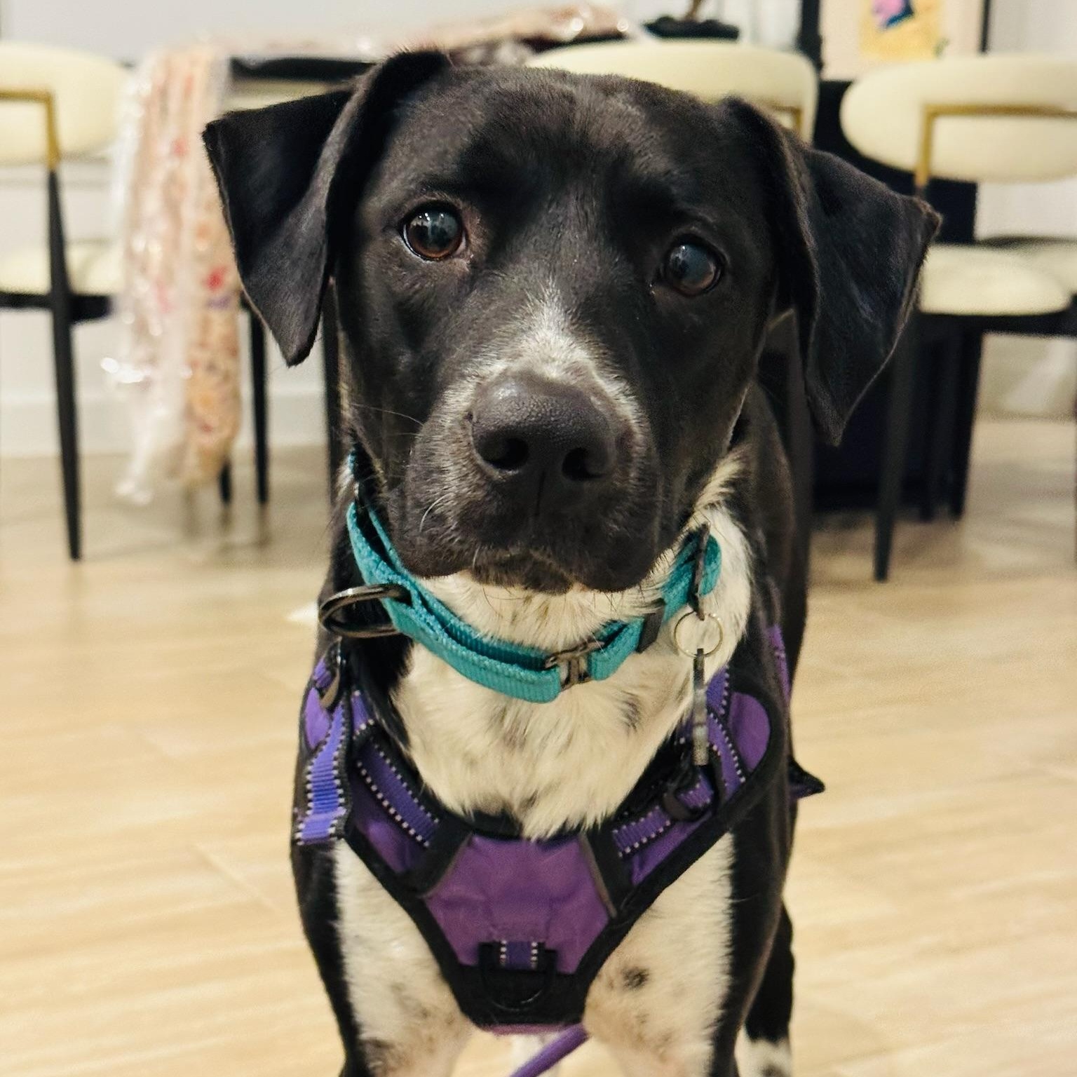 Luna, a Adoptable mixed breed in Houston, TX image 1/5