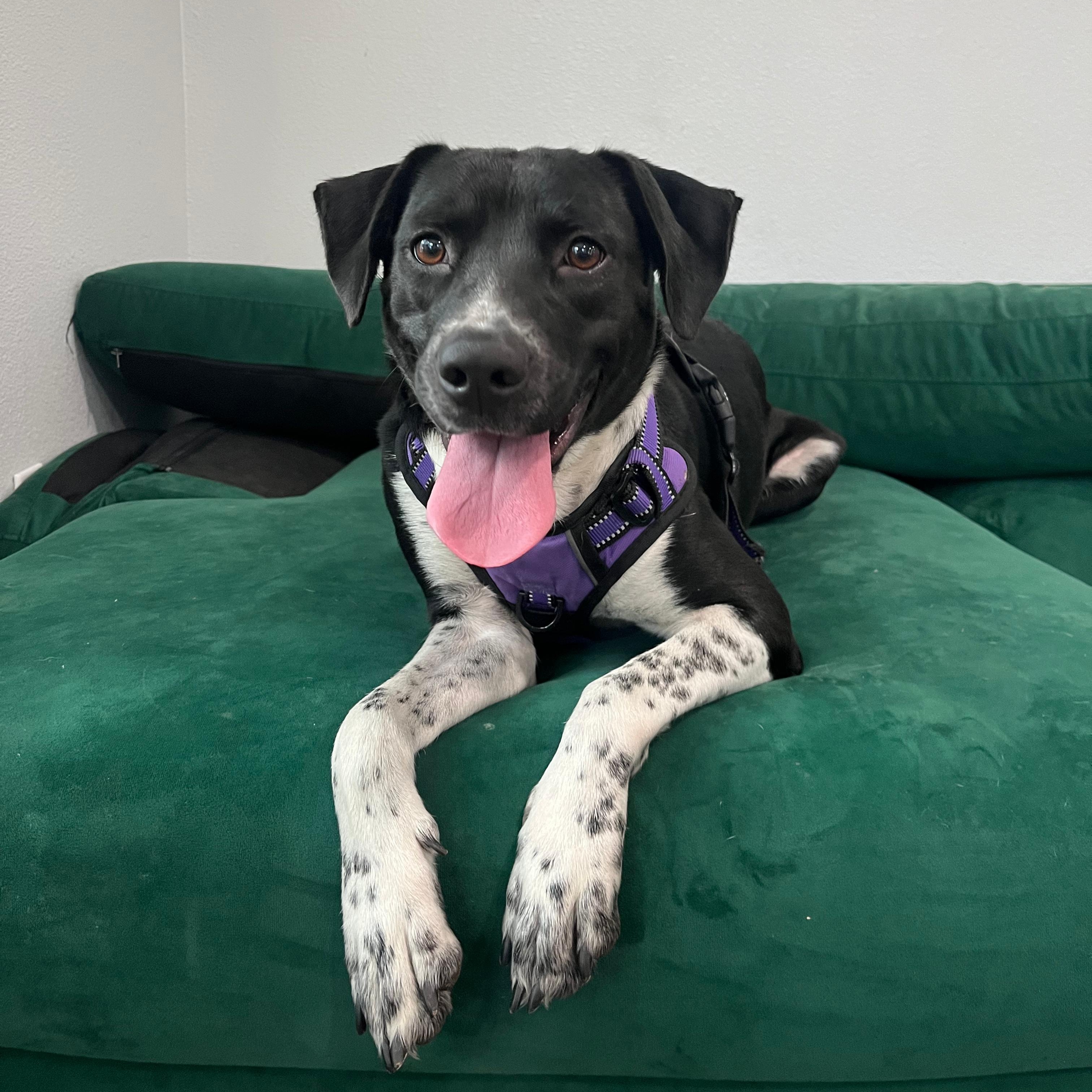 Luna, a Adoptable mixed breed in Houston, TX image 2/5