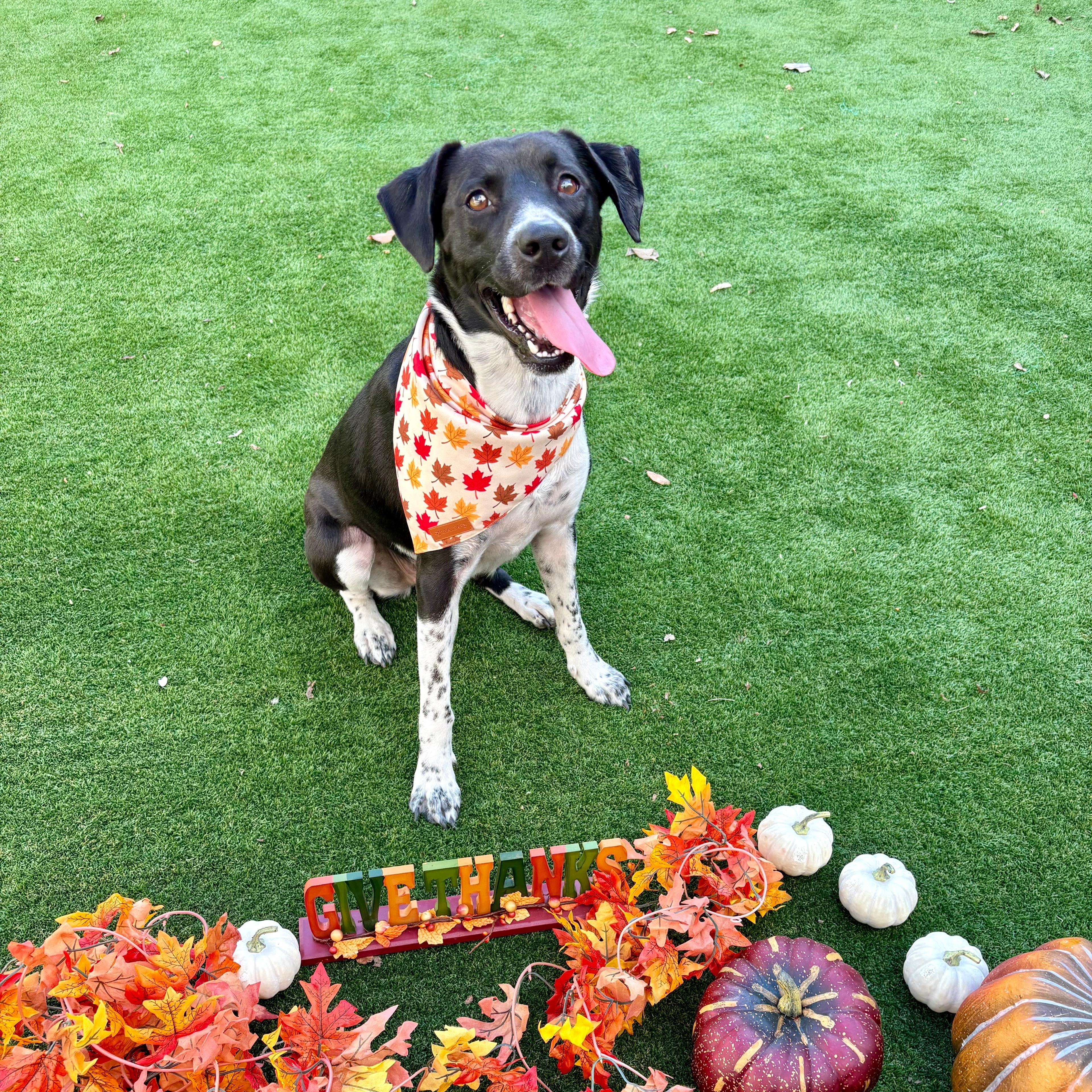 Luna, a Adoptable mixed breed in Houston, TX image 3/5