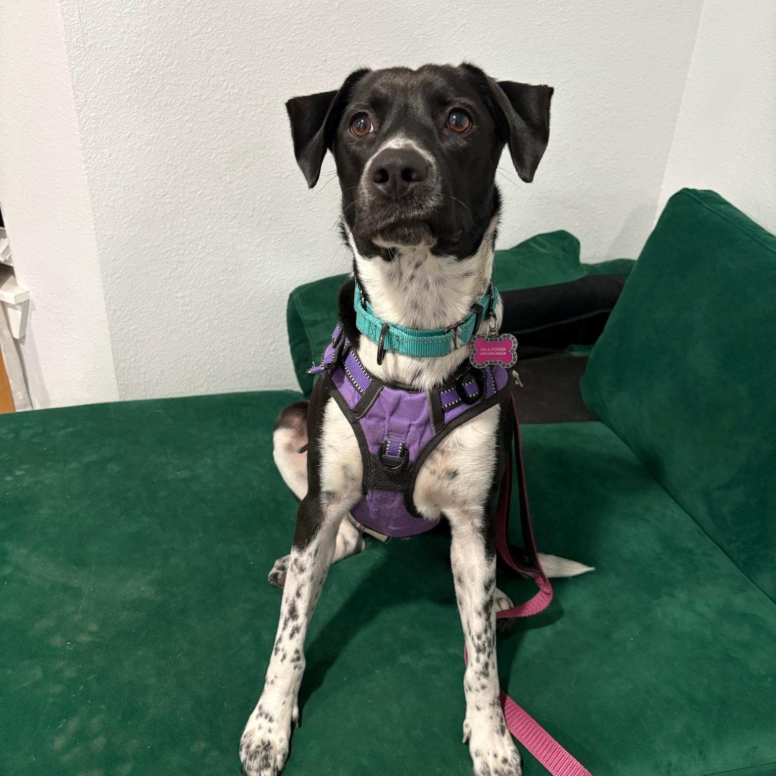 Luna, a Adoptable mixed breed in Houston, TX image 4/5