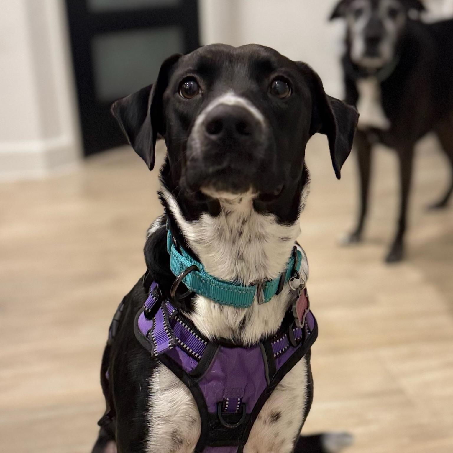 Luna, a Adoptable mixed breed in Houston, TX image 5/5