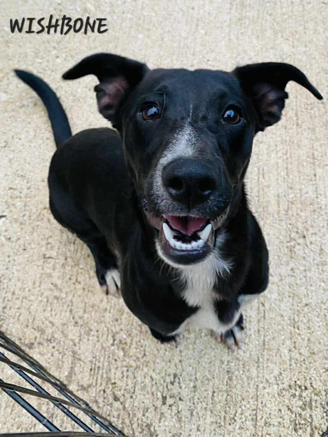 Wishbone, a Adoptable mixed breed in Maple Grove, MN image 1/5