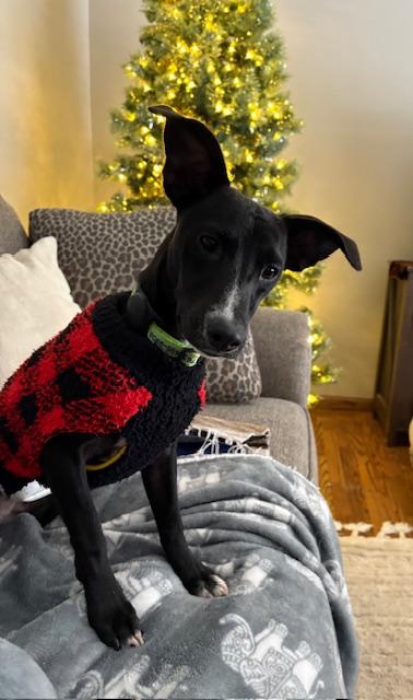 Wishbone, Adoptable, Young Male Terrier & Chihuahua.