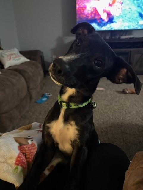 Wishbone, a Adoptable mixed breed in Maple Grove, MN image 2/5