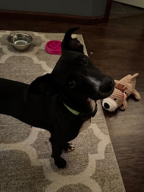 Wishbone, a Adoptable mixed breed in Maple Grove, MN image 3/5