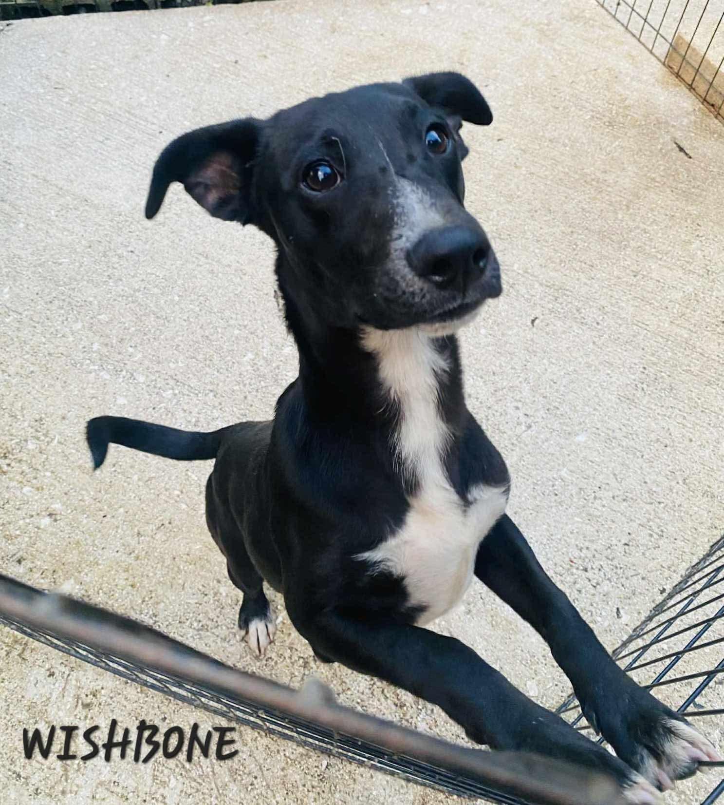 Wishbone, a Adoptable mixed breed in Maple Grove, MN image 4/5