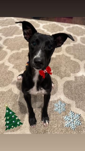 Wishbone, a Adoptable mixed breed in Maple Grove, MN image 5/5