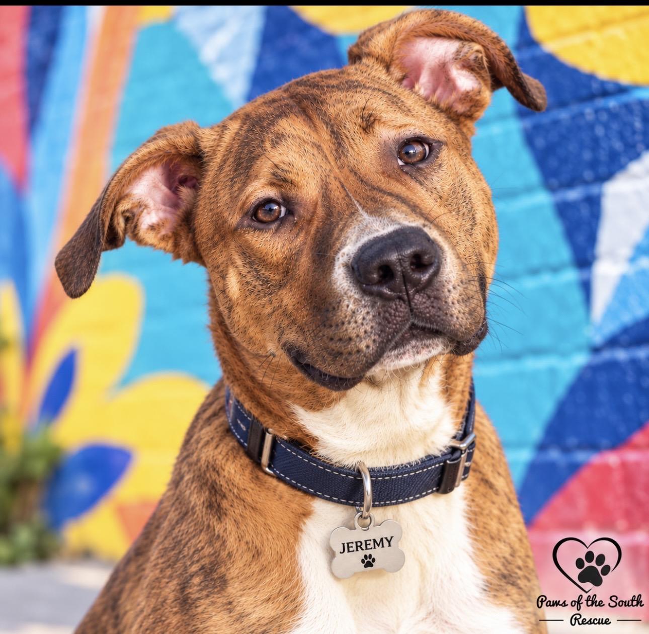 Enlarge Jeremy, a Adoptable mixed breed in CUMMING, GA image 2/6