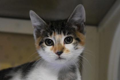 Enlarge Siri, a Adoptable mixed breed in Kansas City, MO image 1/2