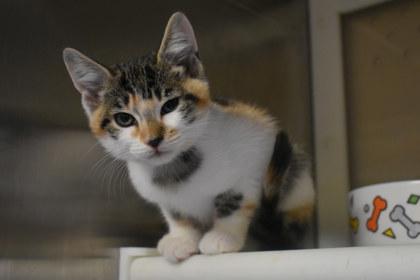 Enlarge Siri, a Adoptable mixed breed in Kansas City, MO image 2/2