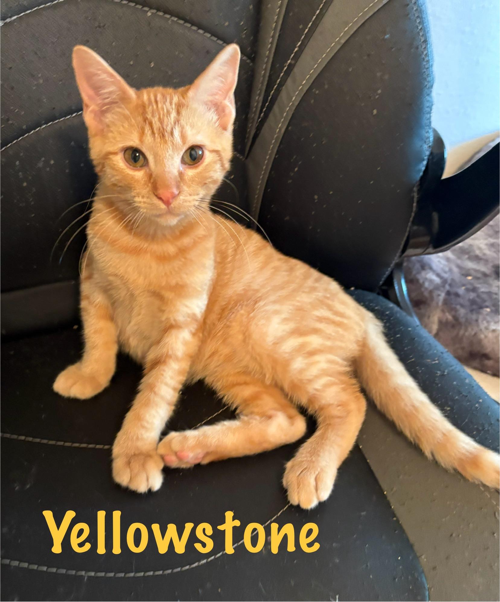 Cat available for adoption - (817) 692-8804
