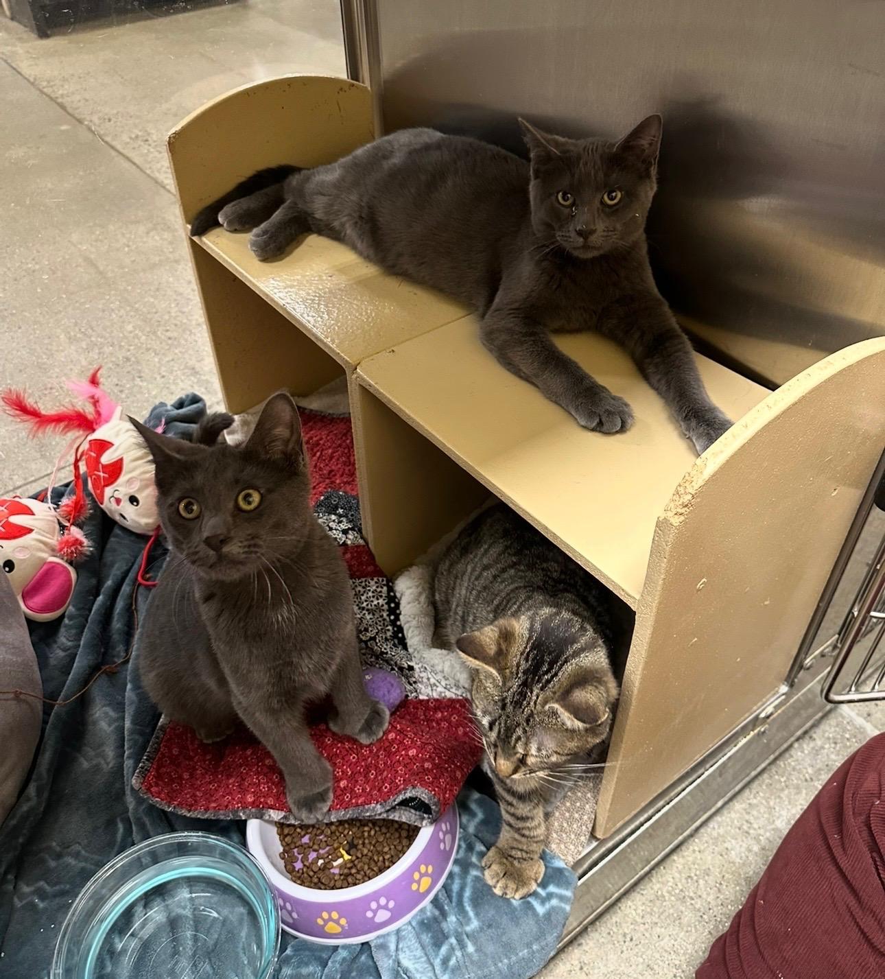 Vincent and Dorian, ADOPTABLE, Young Male Domestic Short Hair.