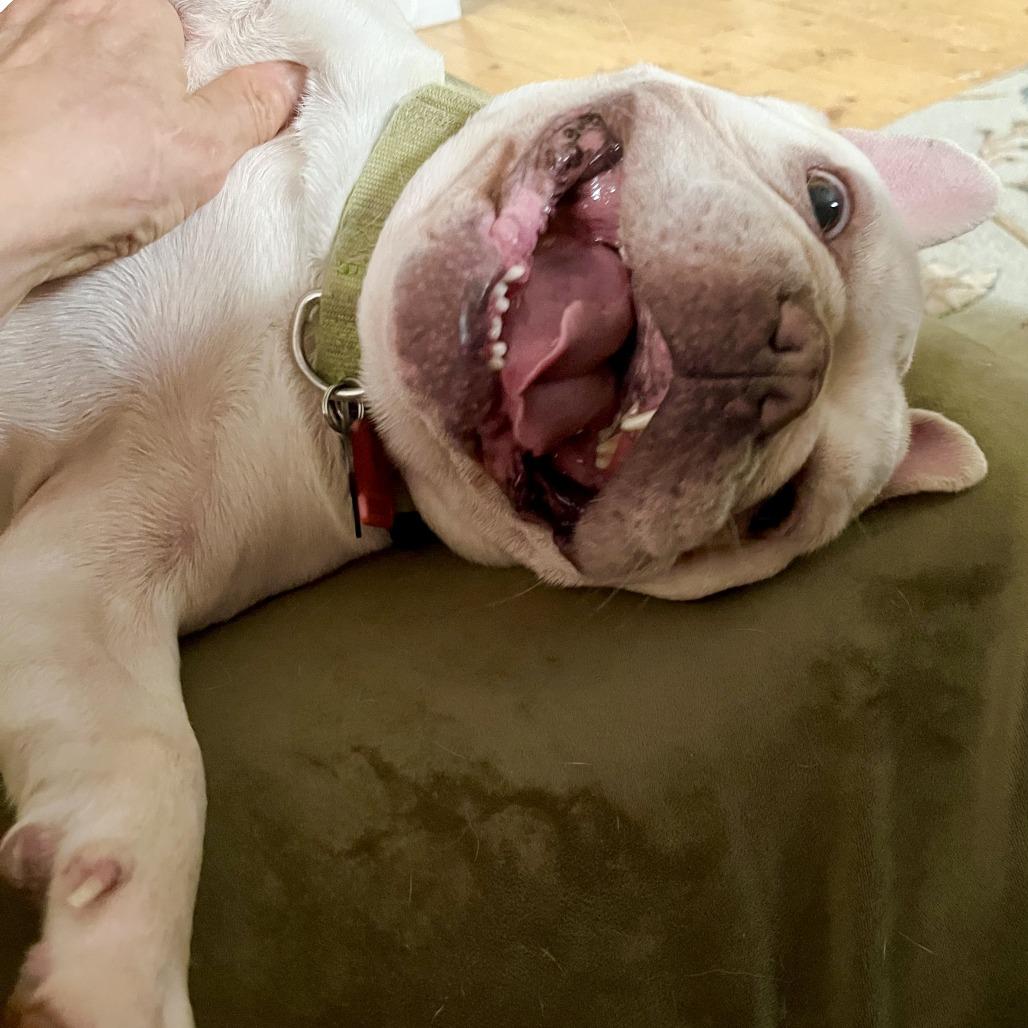 Enlarge Murfey, a Adoptable French Bulldog in Tulsa, OK image 1/6