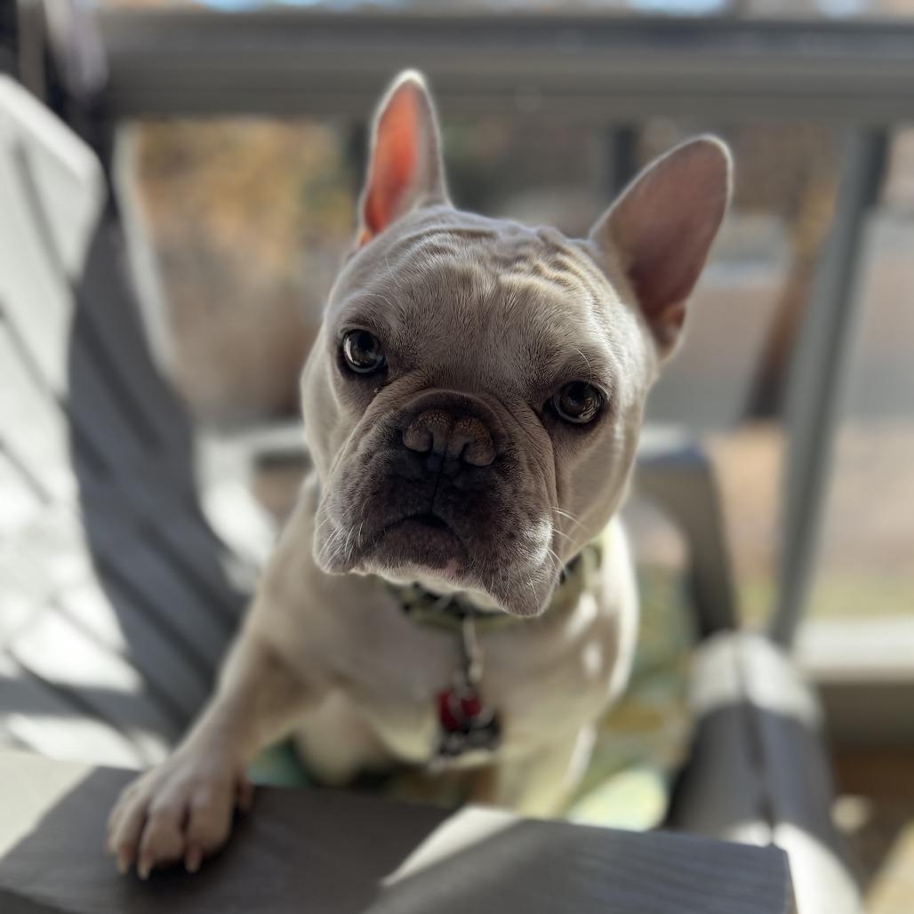 Enlarge Murfey, a Adoptable French Bulldog in Tulsa, OK image 2/6