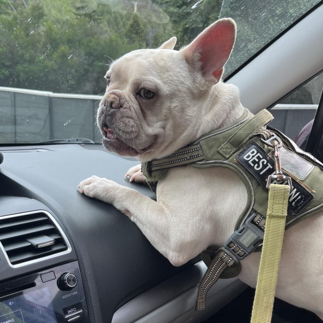 Enlarge Murfey, a Adoptable French Bulldog in Tulsa, OK image 3/6