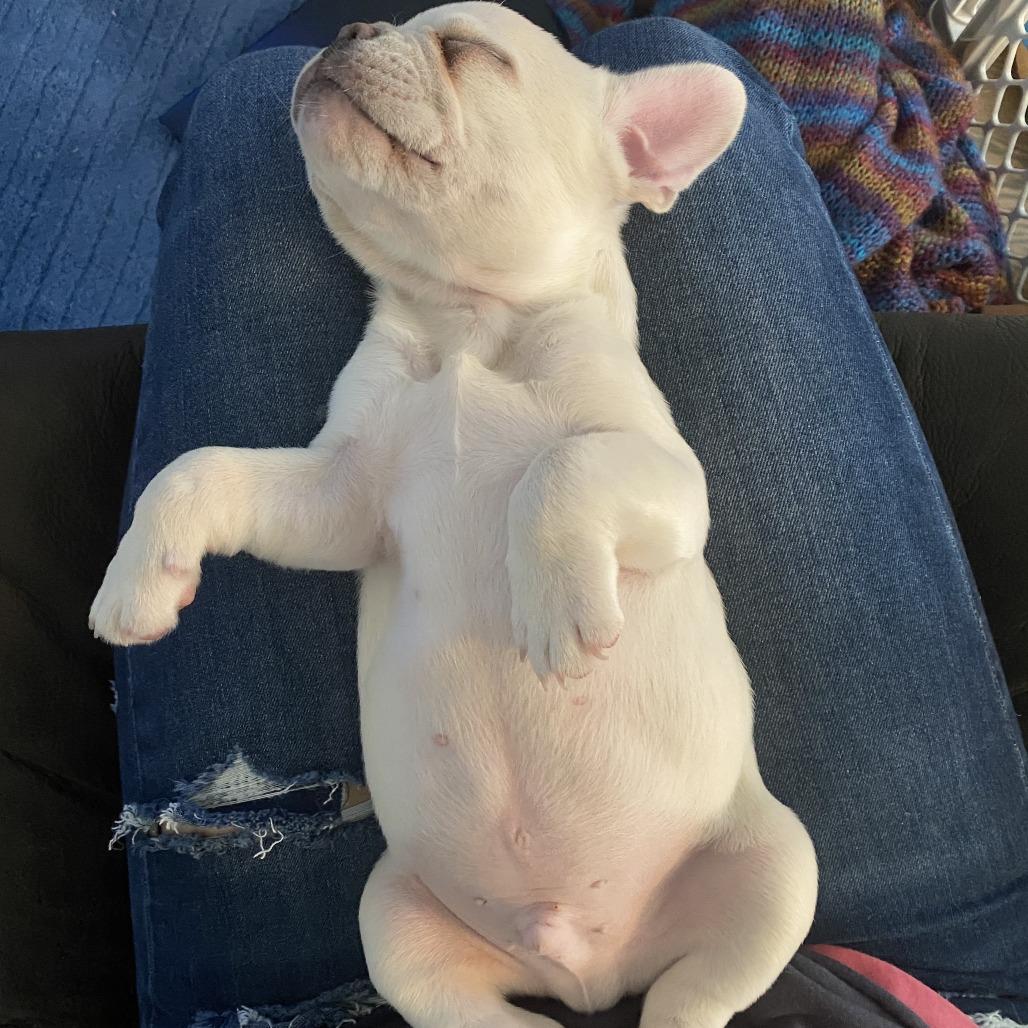 Enlarge Murfey, a Adoptable French Bulldog in Tulsa, OK image 4/6