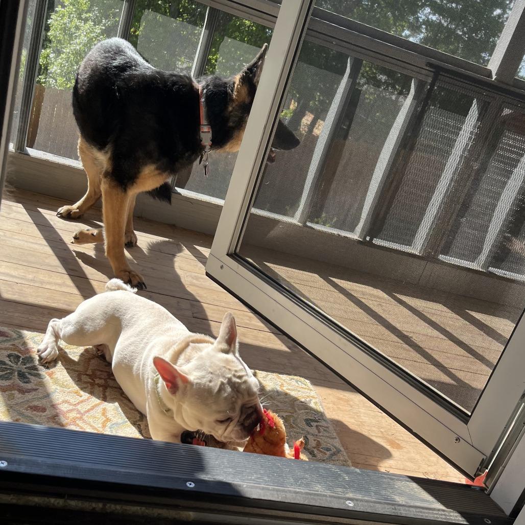 Enlarge Murfey, a Adoptable French Bulldog in Tulsa, OK image 5/6