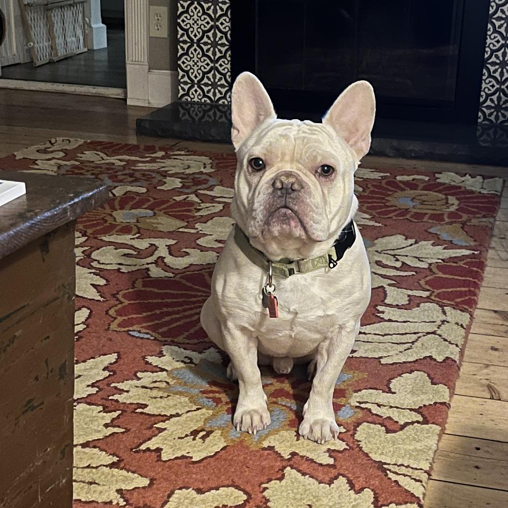 Enlarge Murfey, a Adoptable French Bulldog in Tulsa, OK image 6/6