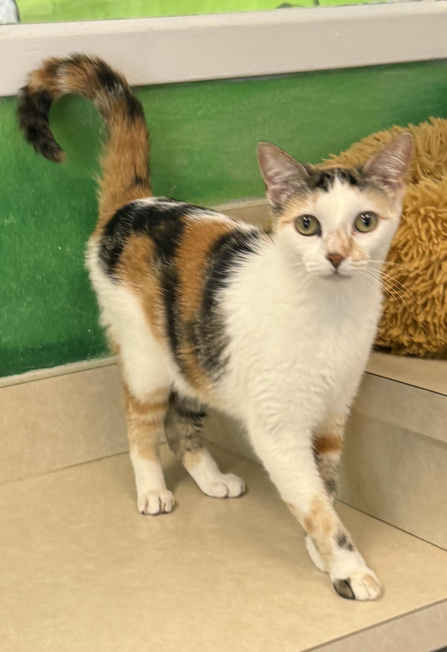 Pebbles, Adoptable, Young Female Calico.