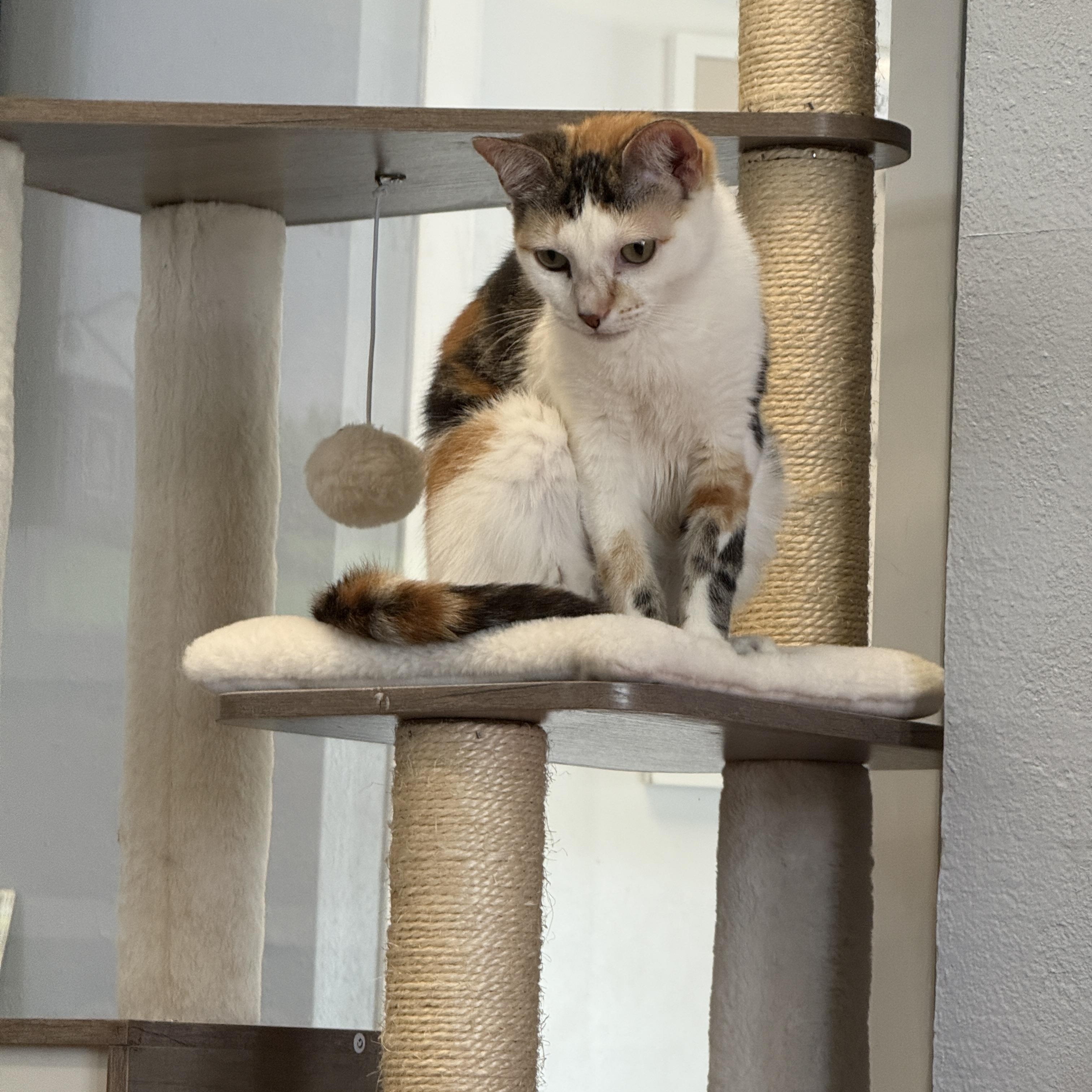 Enlarge Pebbles, a Adoptable Calico in Weatherford, TX image 3/6