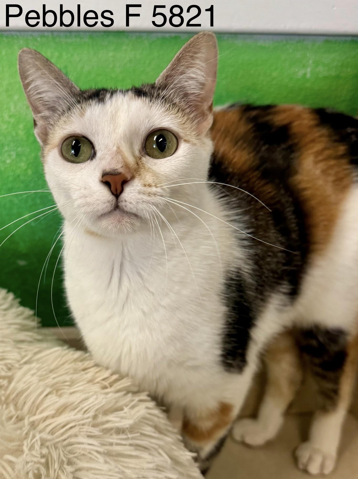Enlarge Pebbles, a Adoptable Calico in Weatherford, TX image 4/6