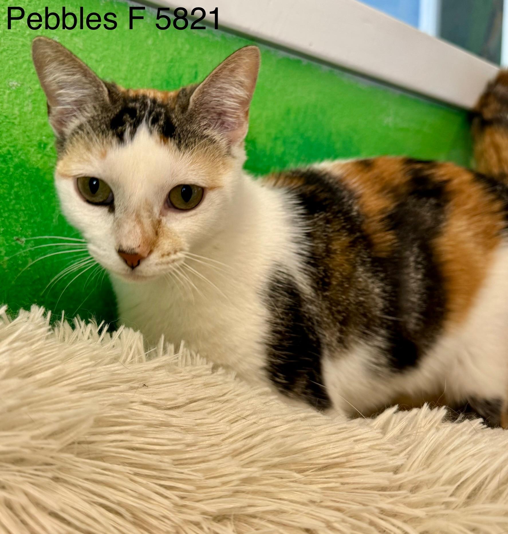 Enlarge Pebbles, a Adoptable Calico in Weatherford, TX image 5/6