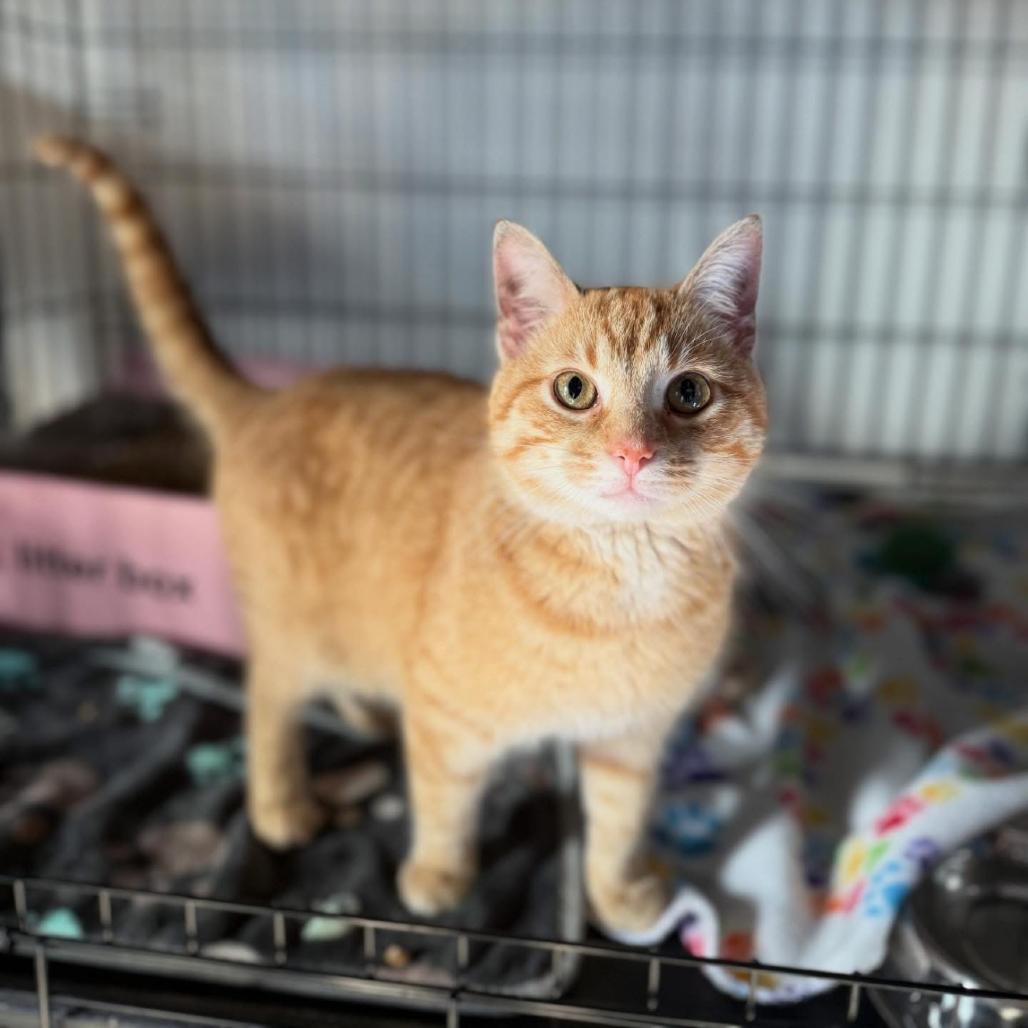 Enlarge Spiky, a Adoptable Domestic Short Hair in Cortland, OH image 1/1